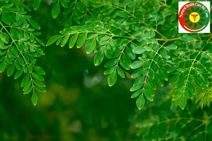 Health Benefits and Uses of Moringa (Sajina Leaf)