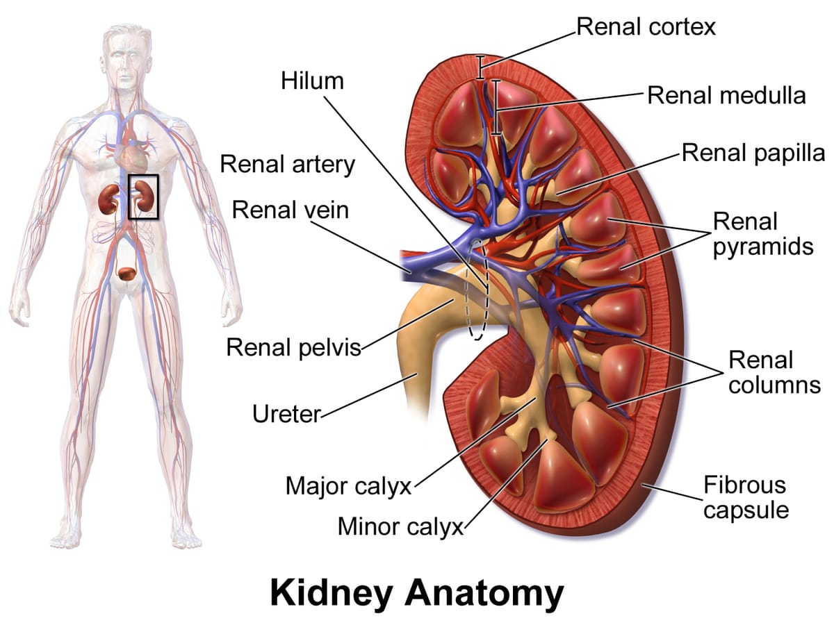 Chronic Kidney Disease (CKD) | ক্রনিক কিডনি রোগ